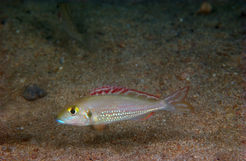 Callochromis pleurospilus 'Resha'